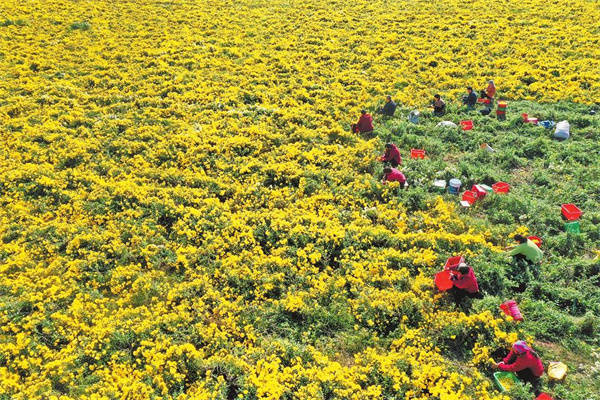 焦作市温县:发展中药材种植 助力乡村振兴_石井村_怀药_四大