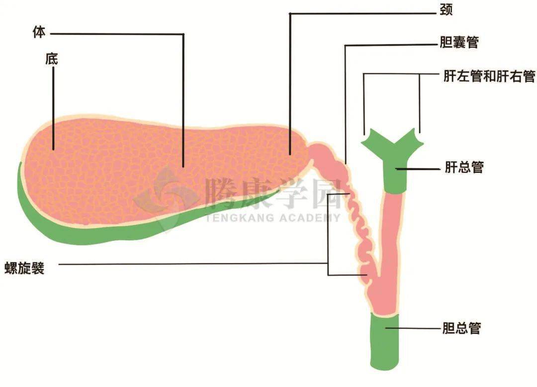 胆汁_胆囊_功能