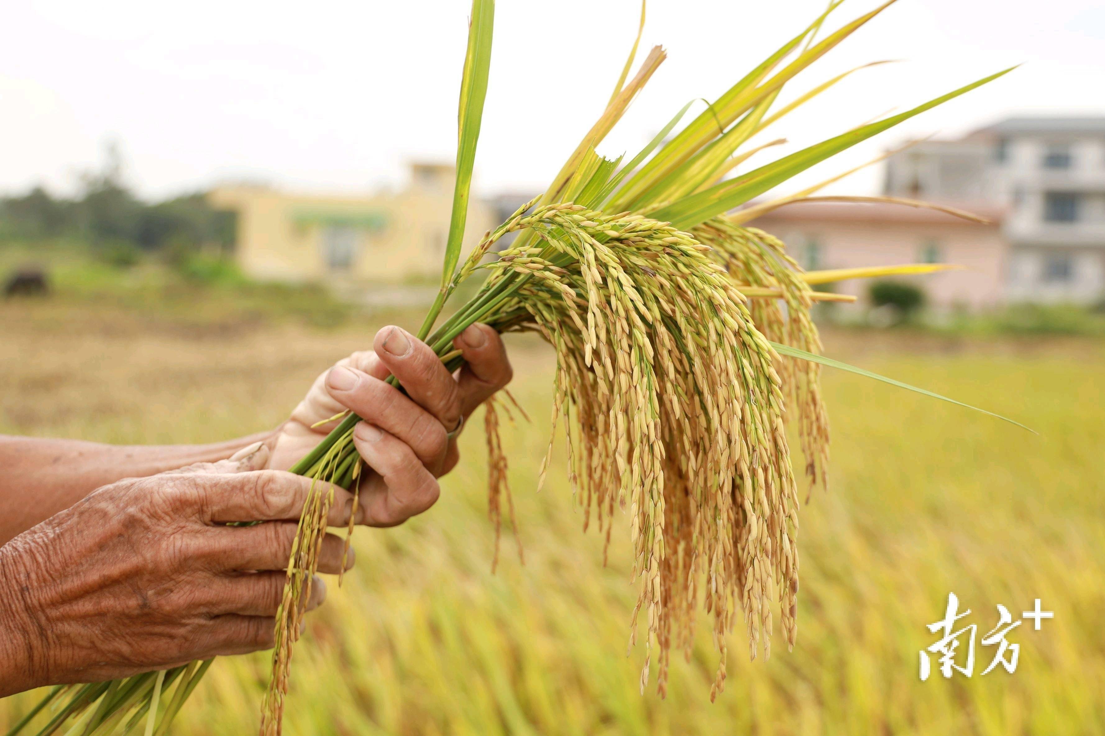 在试验田里,茹嘉励不时弯腰拔一把稻穗,细数所结稻谷的数量,脸上露出