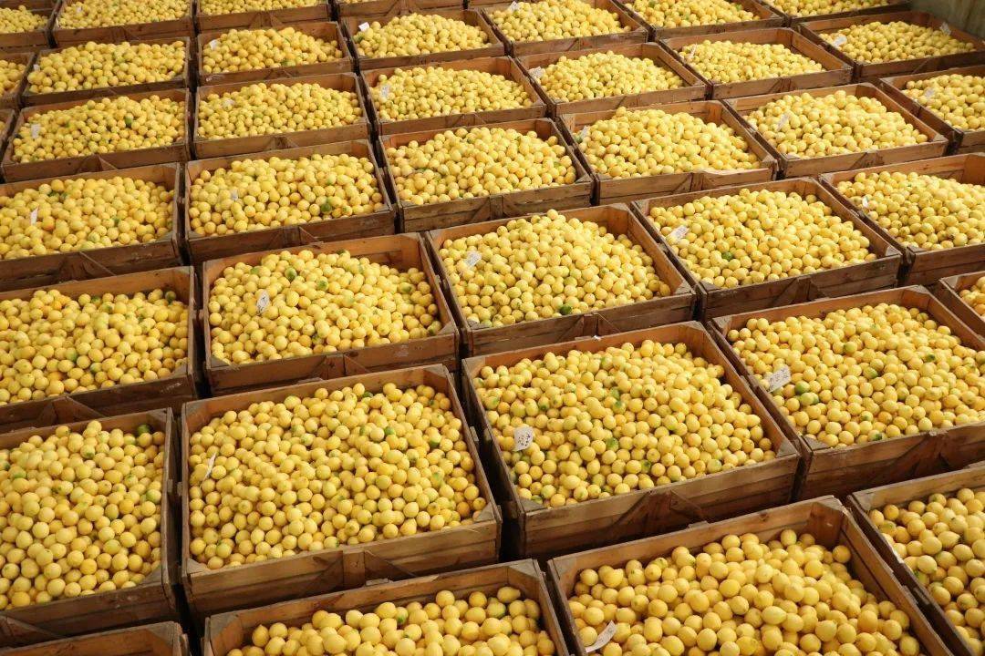 打造中国柠檬第一品牌!潼南这样干→_发展_产业_论坛