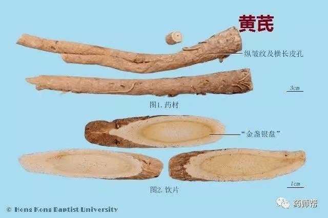 植物_该时期_蒙古