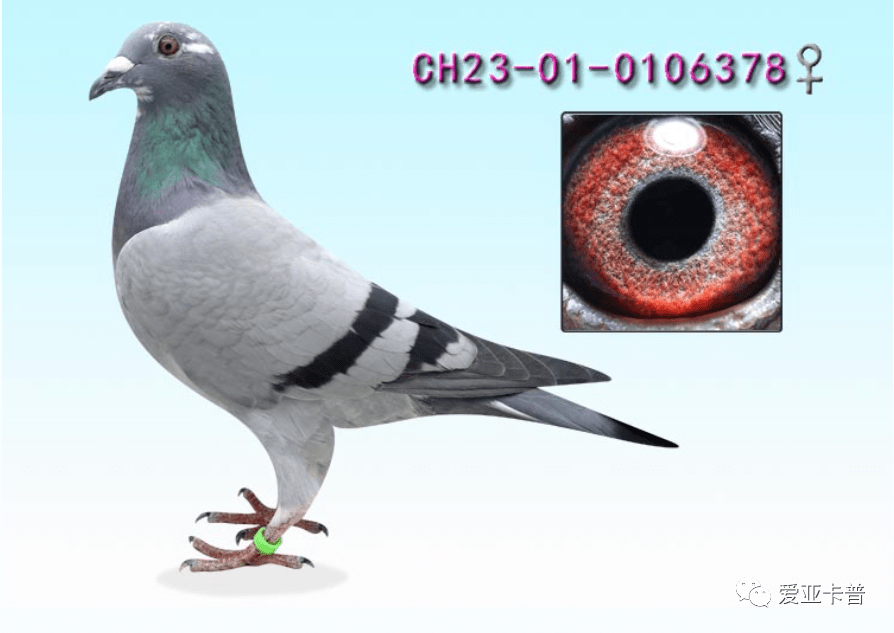 ch23-01-0106378雌"劳拉942"直子x"长阳鸽王20名"直女_关鸽_三关_决赛