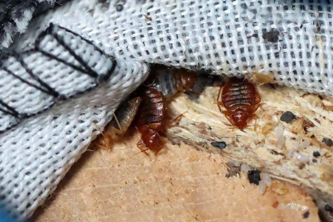 小心"虱子"风险!_香港_英国伦敦_问题