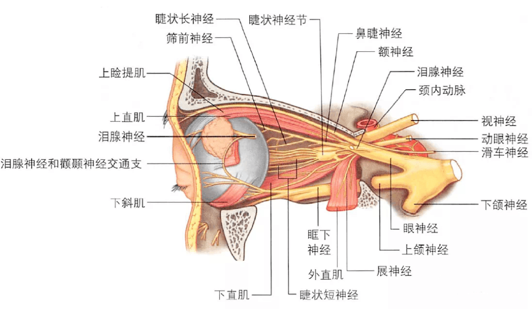 眼部解剖 来自搜狐网
