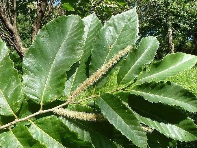 果实_七叶树_马栗