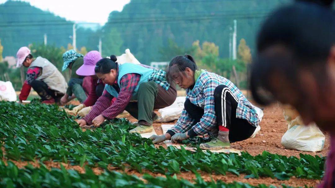 织金田间的钢琴曲_乌蒙_茶叶_织金县