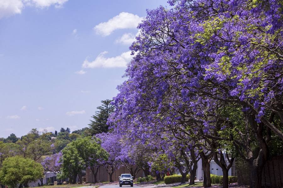 南非约翰内斯堡蓝花楹盛开_楹树_街道_作品