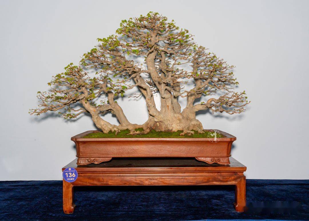 第三弹!中盆协会员展评分(下)_cm_藏品_真柏