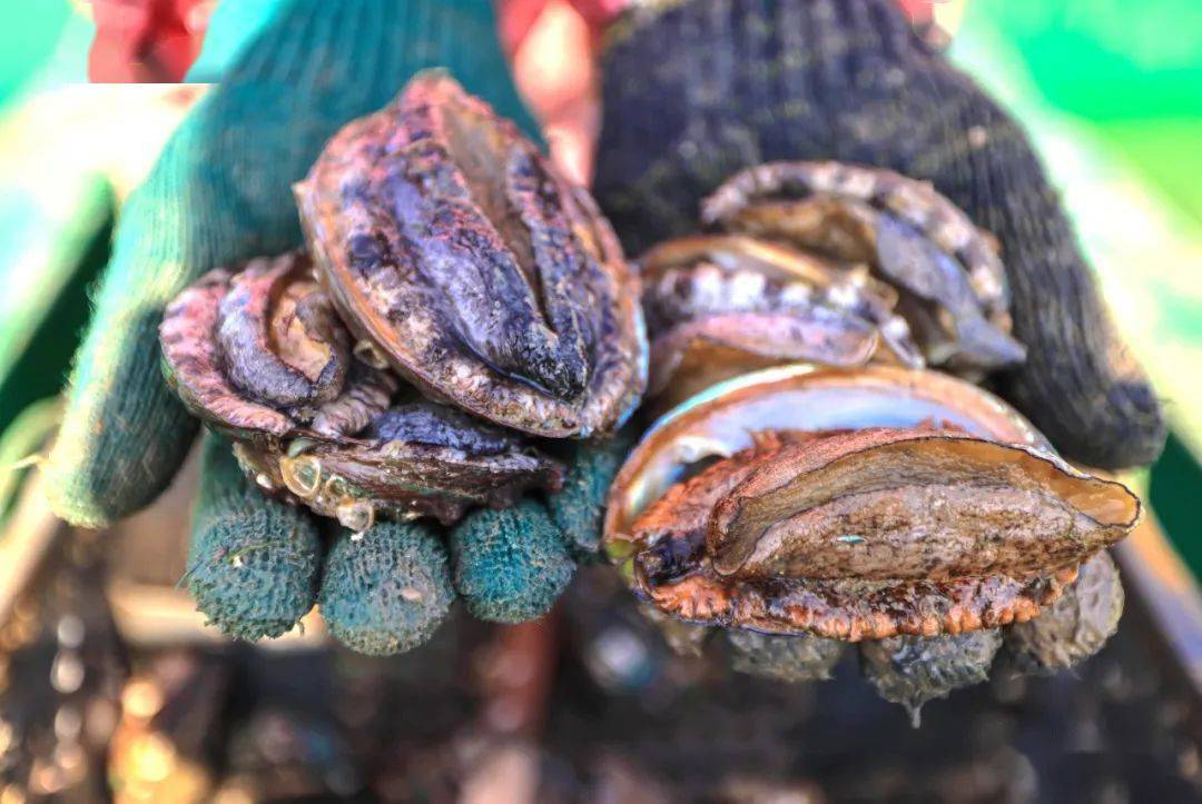 鲍鱼成长最适宜的水温是在12℃至25℃之间,温度过低或过高生长缓慢,会