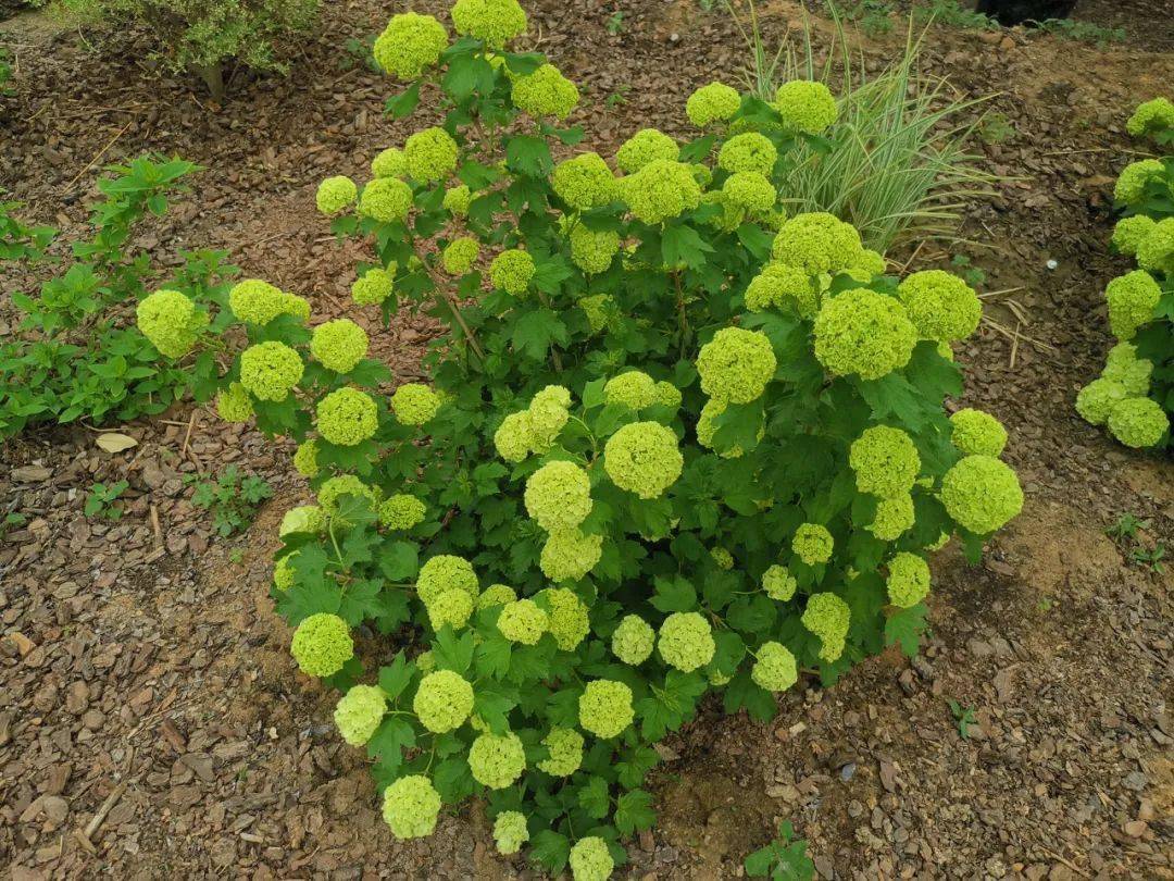 欧洲木绣球|一树繁花 · 惊艳一方!春日花园里不可多得的美景