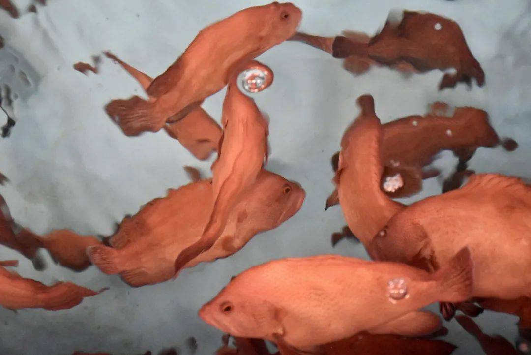 红九棘鲈(红瓜子斑)在海南万宁实现人工繁育