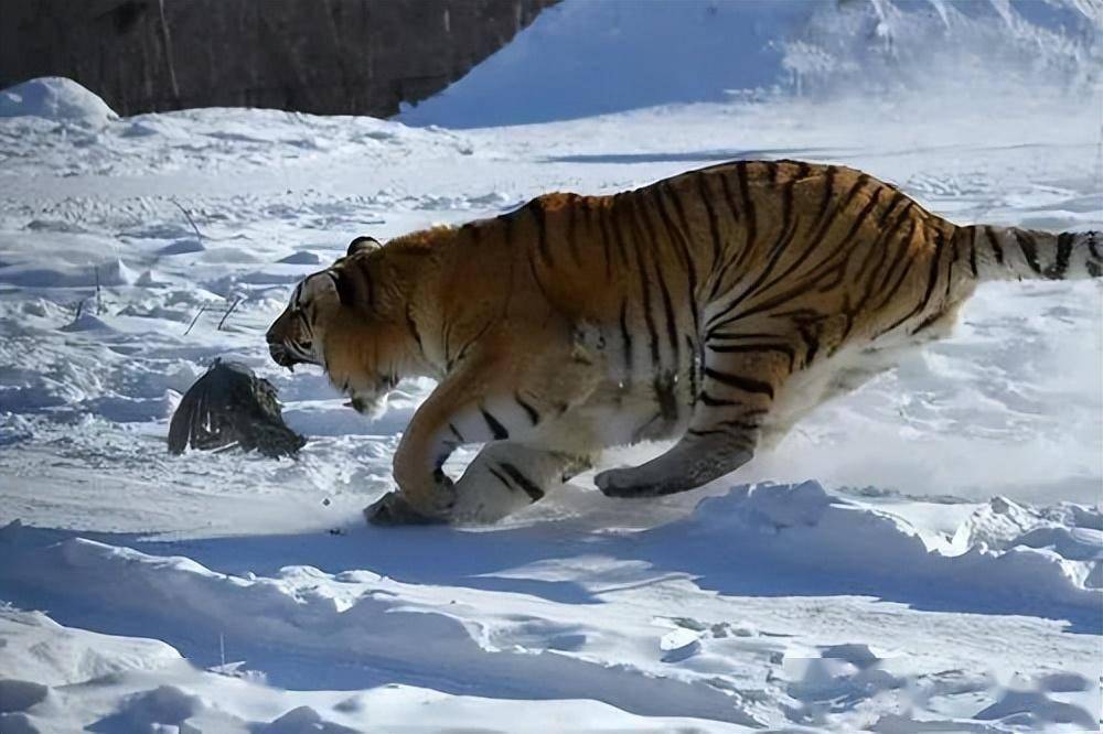 咬死2头牛,狗被吃得仅剩狗头,如果遇到老虎,怎么办_东北虎_黑龙江