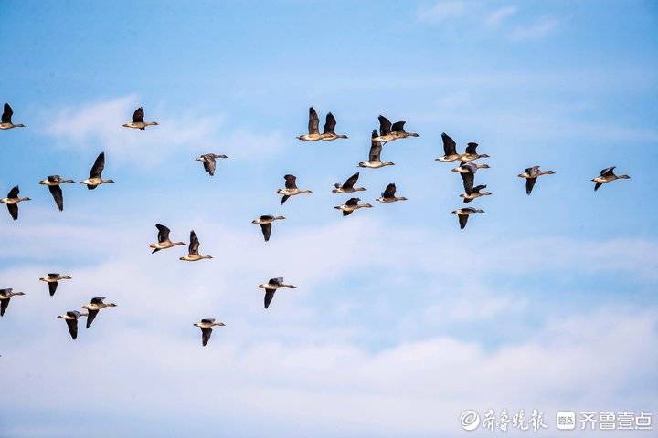 气贯长虹群雁飞图片