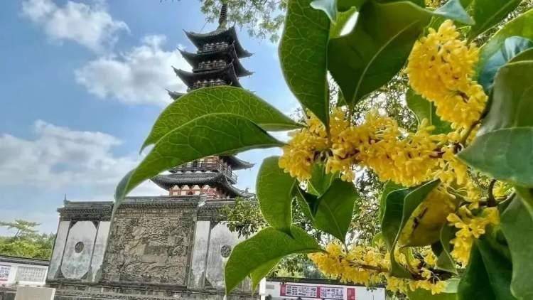 登高、骑行、赏花…… 捕捉松江秋日美景，这份旅游攻略请收下