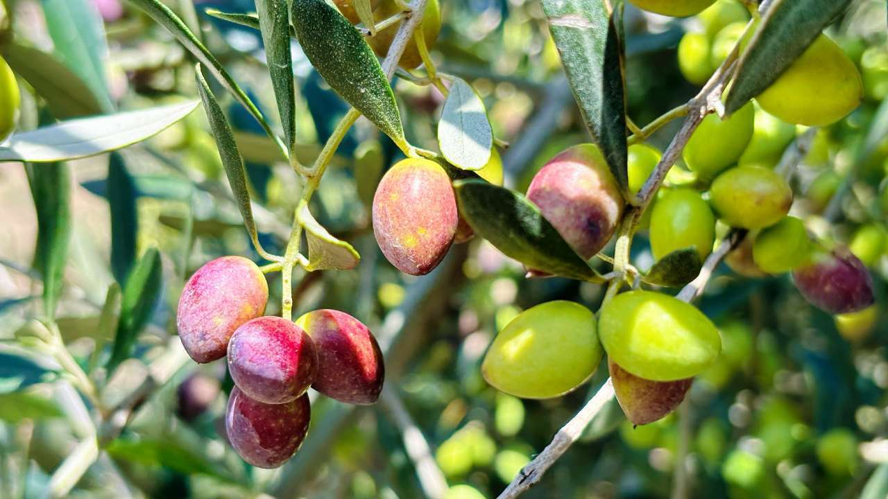 甘肃武都:"金果果"铺就致富路_油橄榄_摄影_卢璐