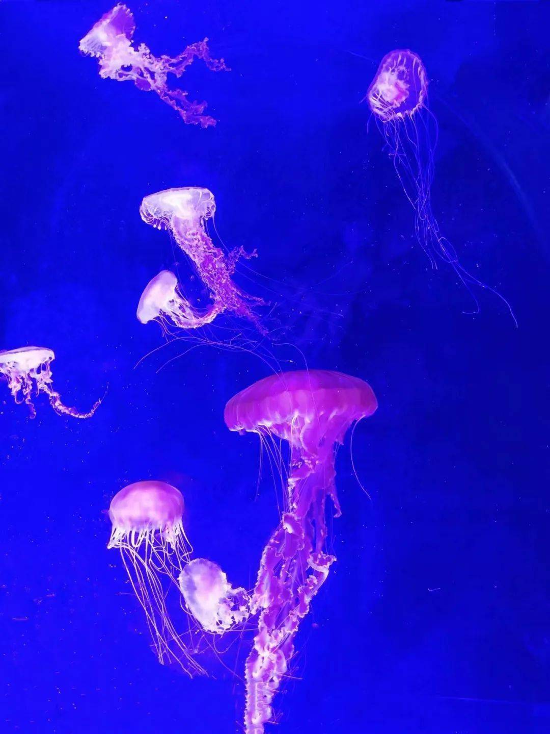 金秋十月,幽冥金黄水母亮相梦幻水母宫_幼体_展厅_水螅