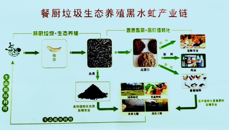 济南章丘:日处理50余吨 小小黑水虻解决餐厨垃圾处置大问题_分类_生活