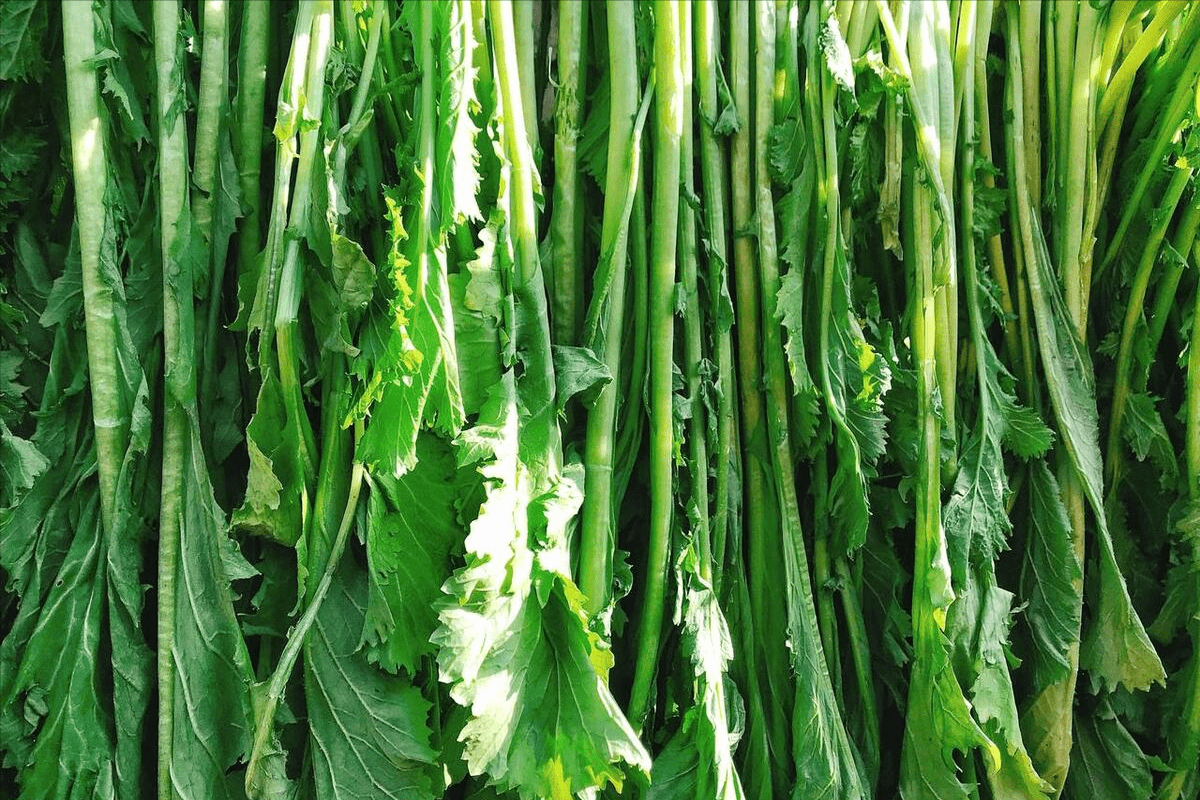 腌雪里蕻,不能只放盐,做好这3步是关键,碧绿清香,一年不变质_高度