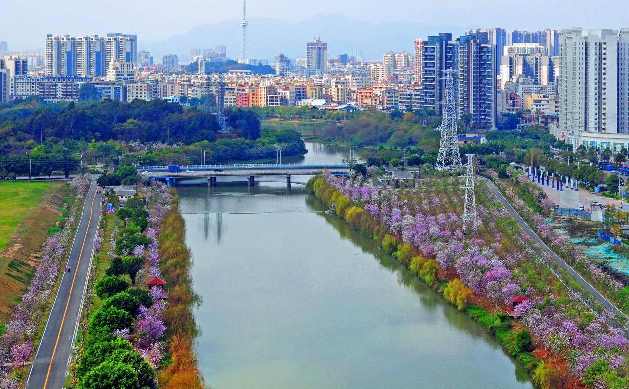 花都湖国家湿地公园珞珈樱园开建_建设_景观_樱花树