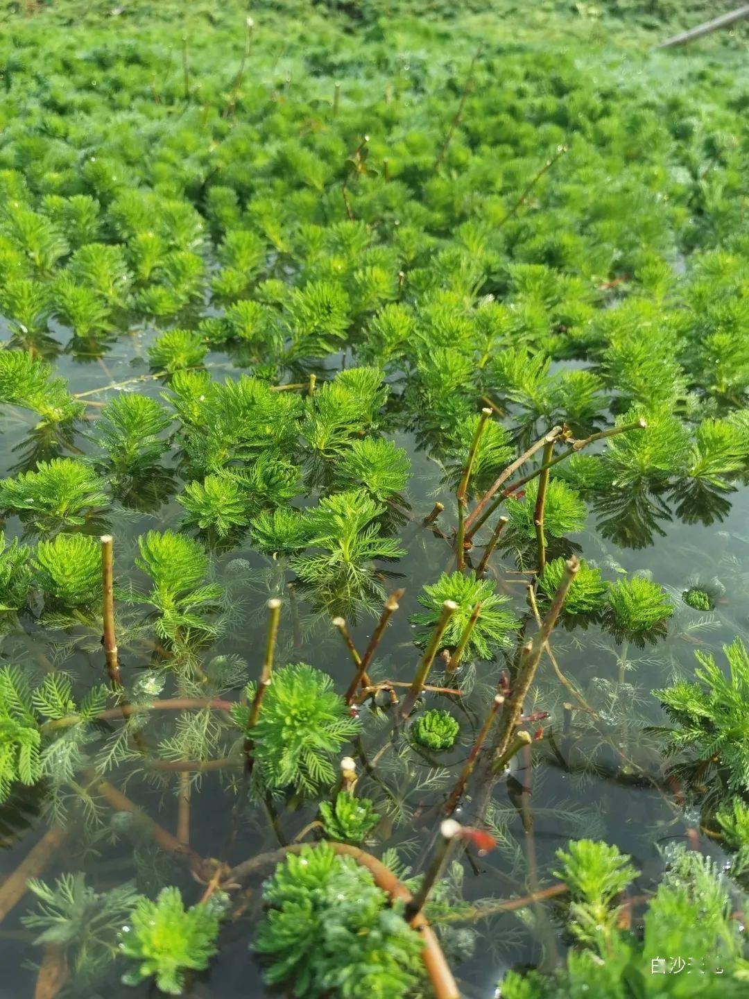 记者看到,这个塘口有两片粉绿狐尾藻,在其他水草枯萎的情况