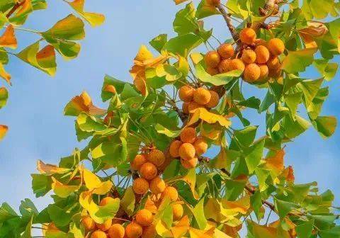 银杏树在绿化带很常见,秋天一到,树上的银杏果成熟,有不少果实掉在路