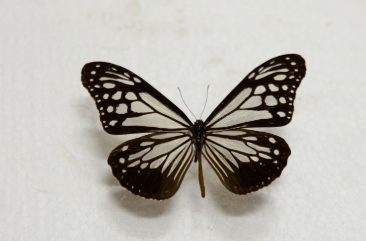 大绢斑蝶parantica sita稻眉眼蝶mycalesis gotama03 过尽千帆