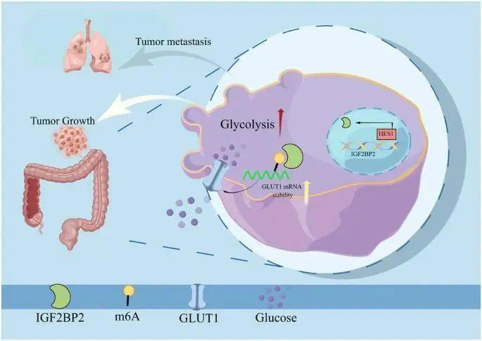 圖形摘要綜上所述,hes1通過igf2bp2依賴性方式增強m6a修飾的glut1