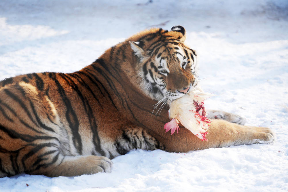 雪地观虎_黑龙江_新华社_王建威