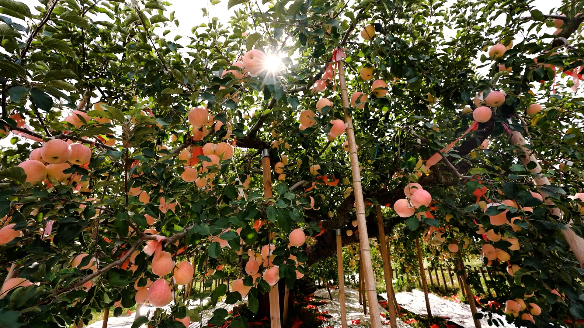 新华视点|创新种植模式结硕"果"_苹果_烟台市_产业