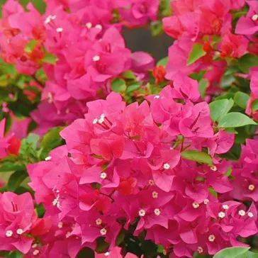 一波秋游路线上新~_深圳_公园_杜鹃