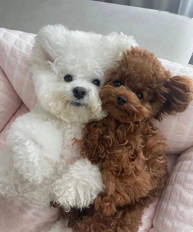 泰迪_感觉_玩偶