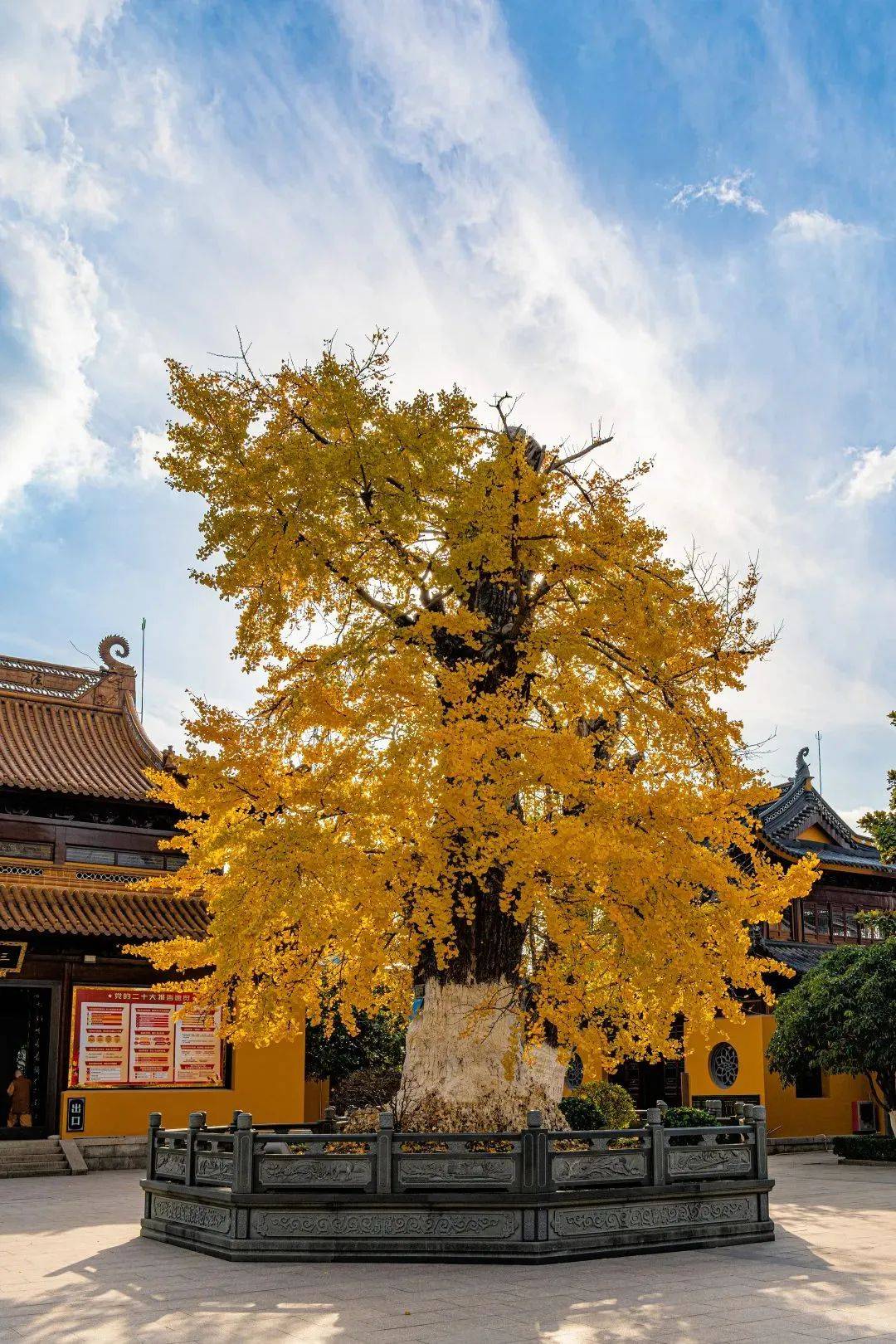 盛泽圆通寺银杏图片