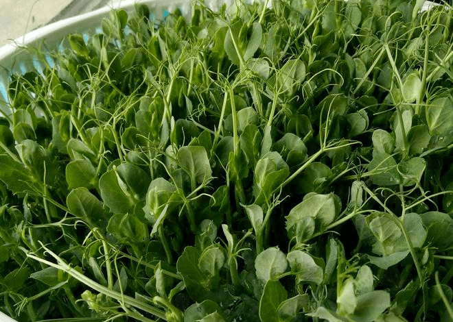 食物有消肿利水的效果,不单对缓解常常熬夜呈现的"熊猫眼",肿眼泡有用