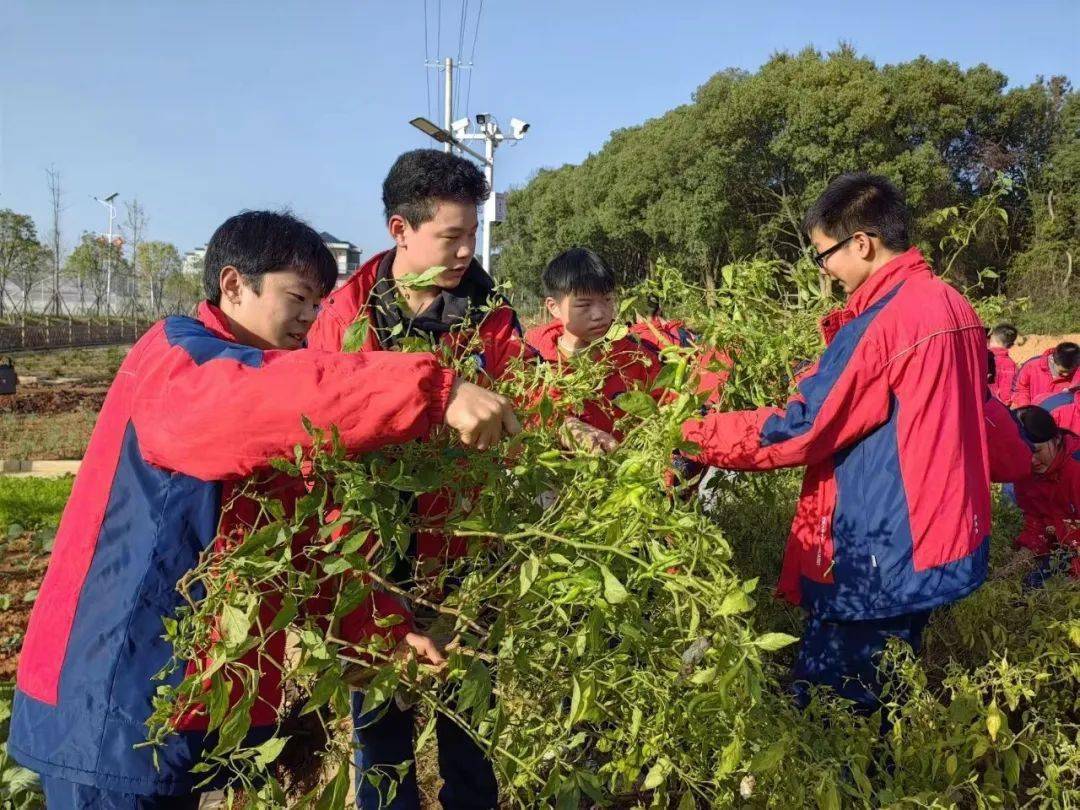 摘棉花,采辣椒,施肥,都昌县东湖中学这场劳动课很有意义_江西_光明