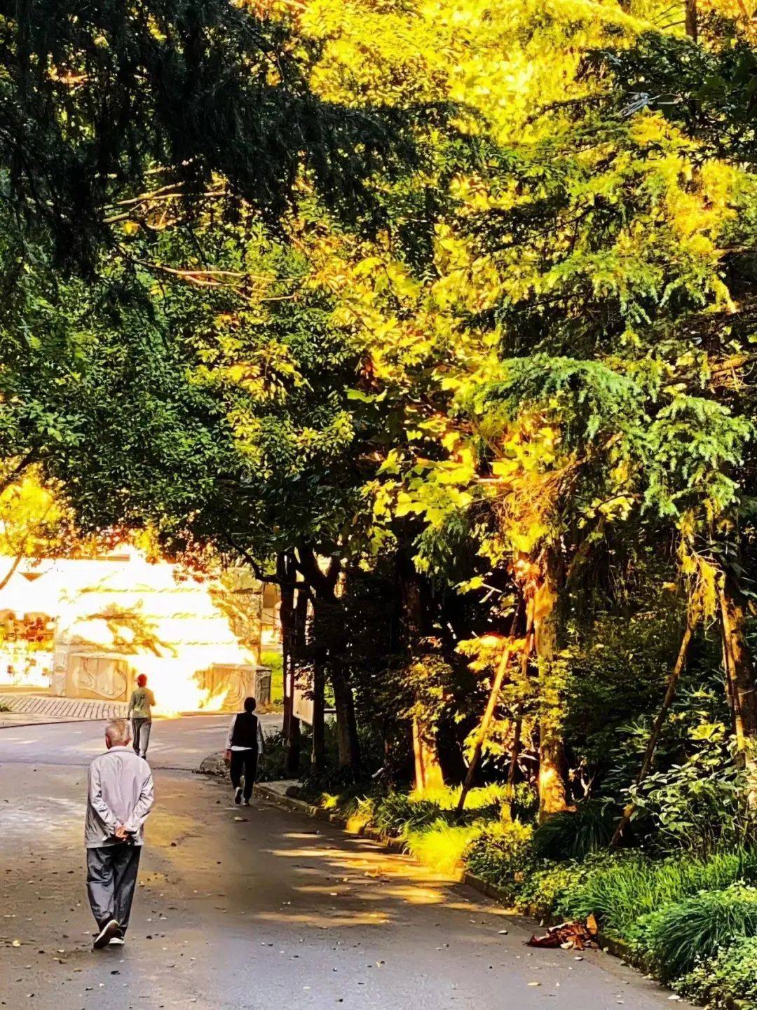 公园分为森林休闲观光区,谷地生态走廊区,荒漠景观区和滨水湿地景观区