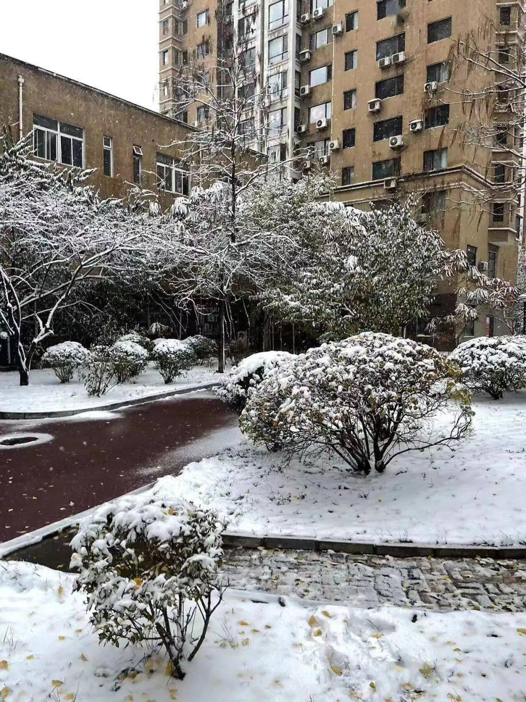 鞍山下雪图片图片