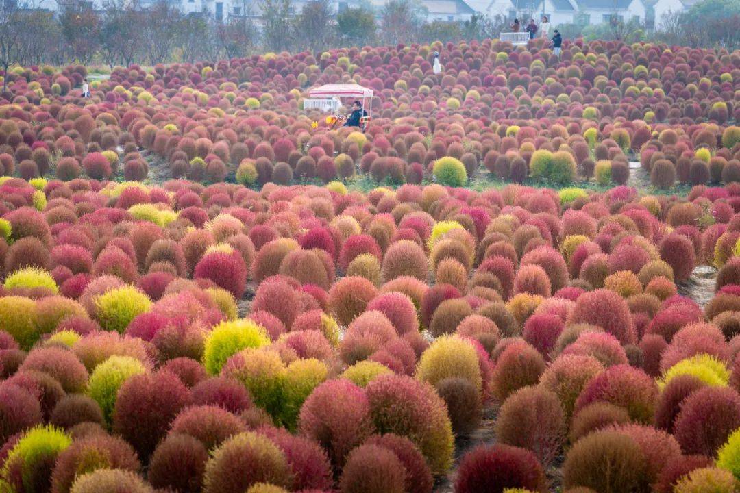 各公园的网红地肤草也连成一片红色的海洋把各个景区装点成一座座梦幻