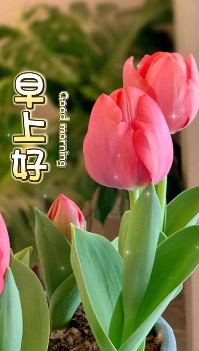 21周二早安快乐 今日早上好问候祝福 清晨早安祝福图片