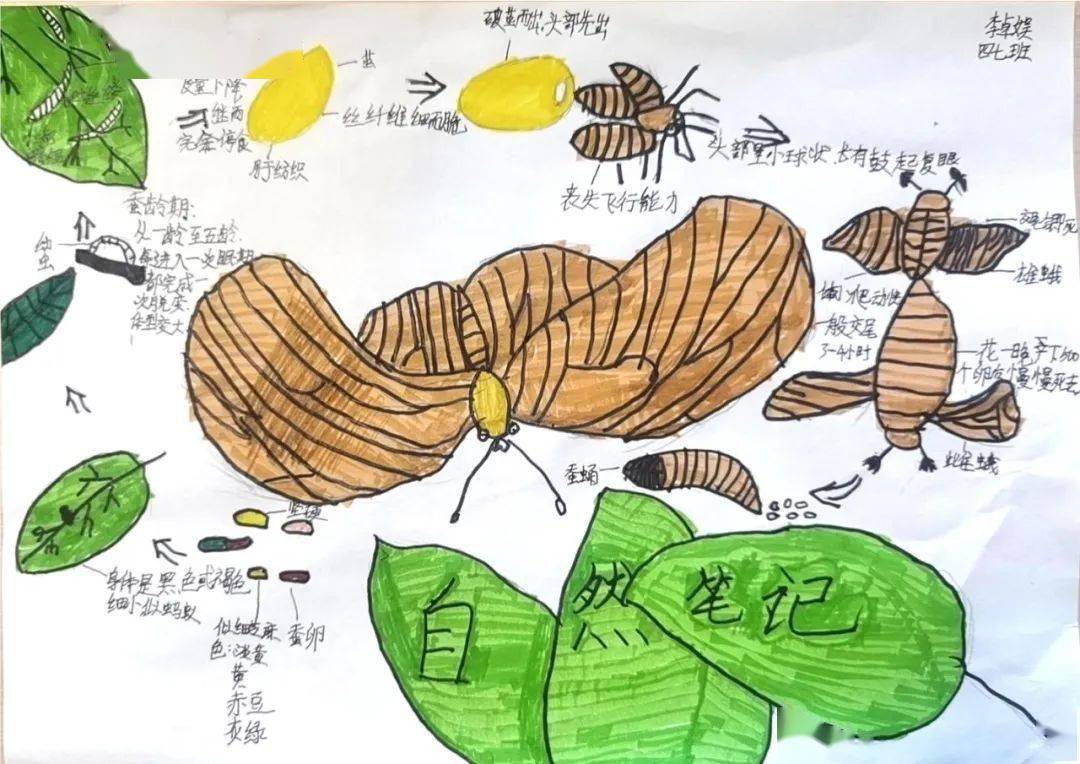山西省青少年"一起向自然"2023年生物多样性自然笔记征集活动优秀作品