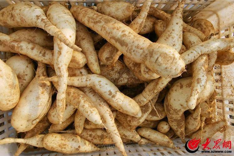 平度市仁兆镇:"人参地瓜"靓丽上市_种植_张百成_青岛