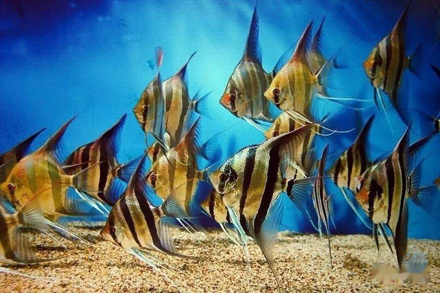 gzfish分享的埃及和红背埃及第五个作品来源 北京七彩在线第四个作品