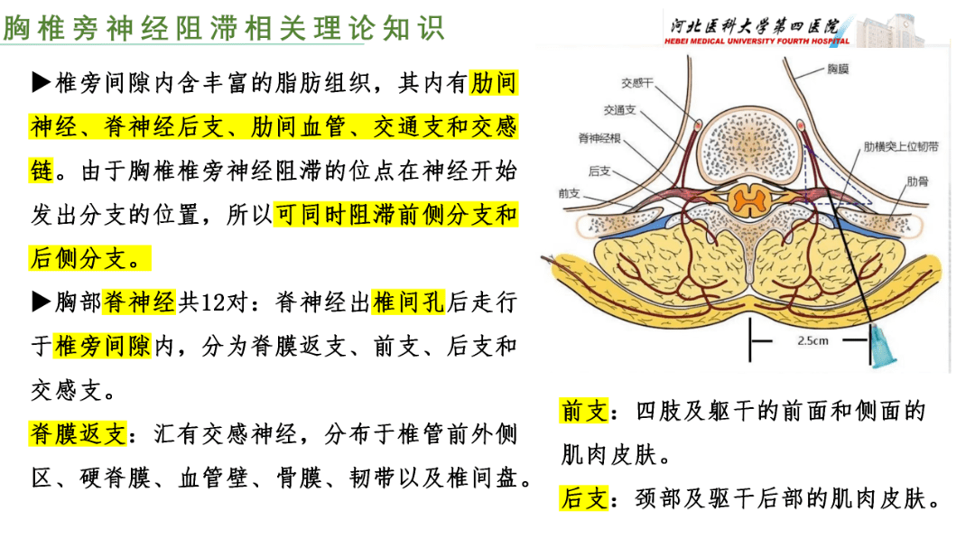 胸椎旁神经阻滞经验分享(裴焕爽 河北医科大学第四医院)_镇痛_患者