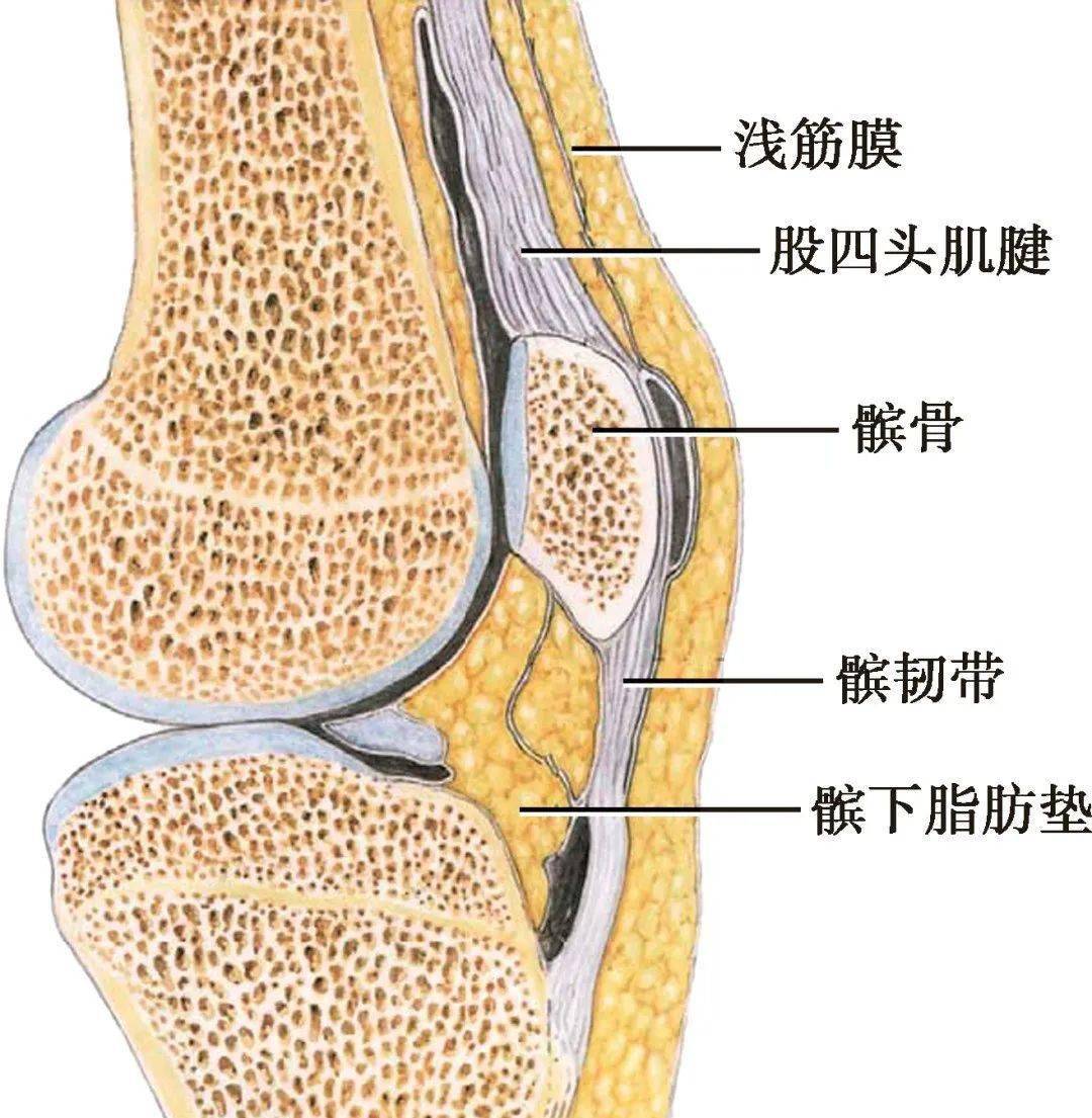 想对膝关节了如指掌?那抓紧收藏吧!_解剖_韧带_结构