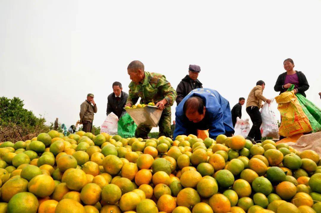 作者:杜林飞《金秋硕果》作者:赵春亮《新余蜜桔》作者:杜建群《蜜桔