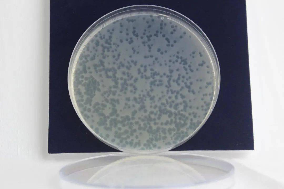 除了副溶血弧菌以外,针对哈维氏弧菌,溶藻弧菌,我们都陆续推出了相应