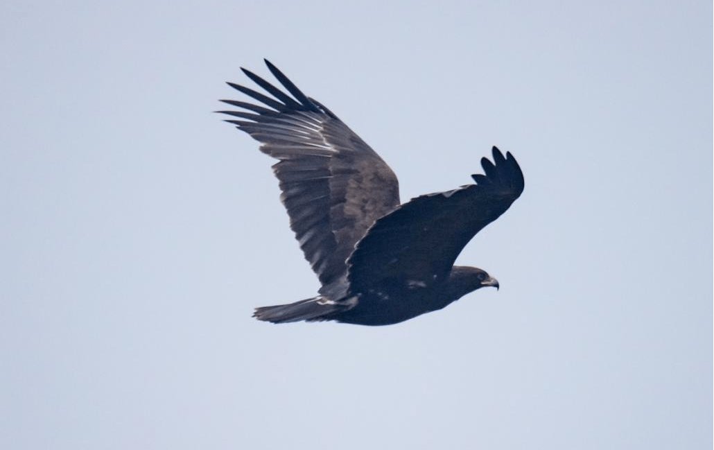 难得一见的"国一"猛禽——乌雕首次现身洪泽湖保护区_湿地_动物_鸟类