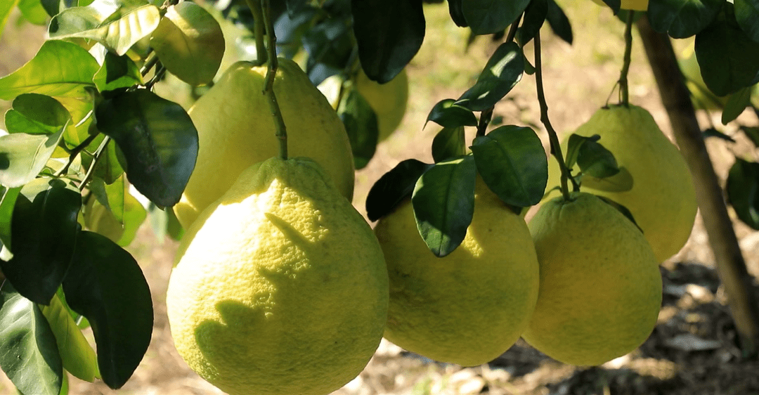 江永13.8万亩香柚丰收上市_销售_进行_江永县