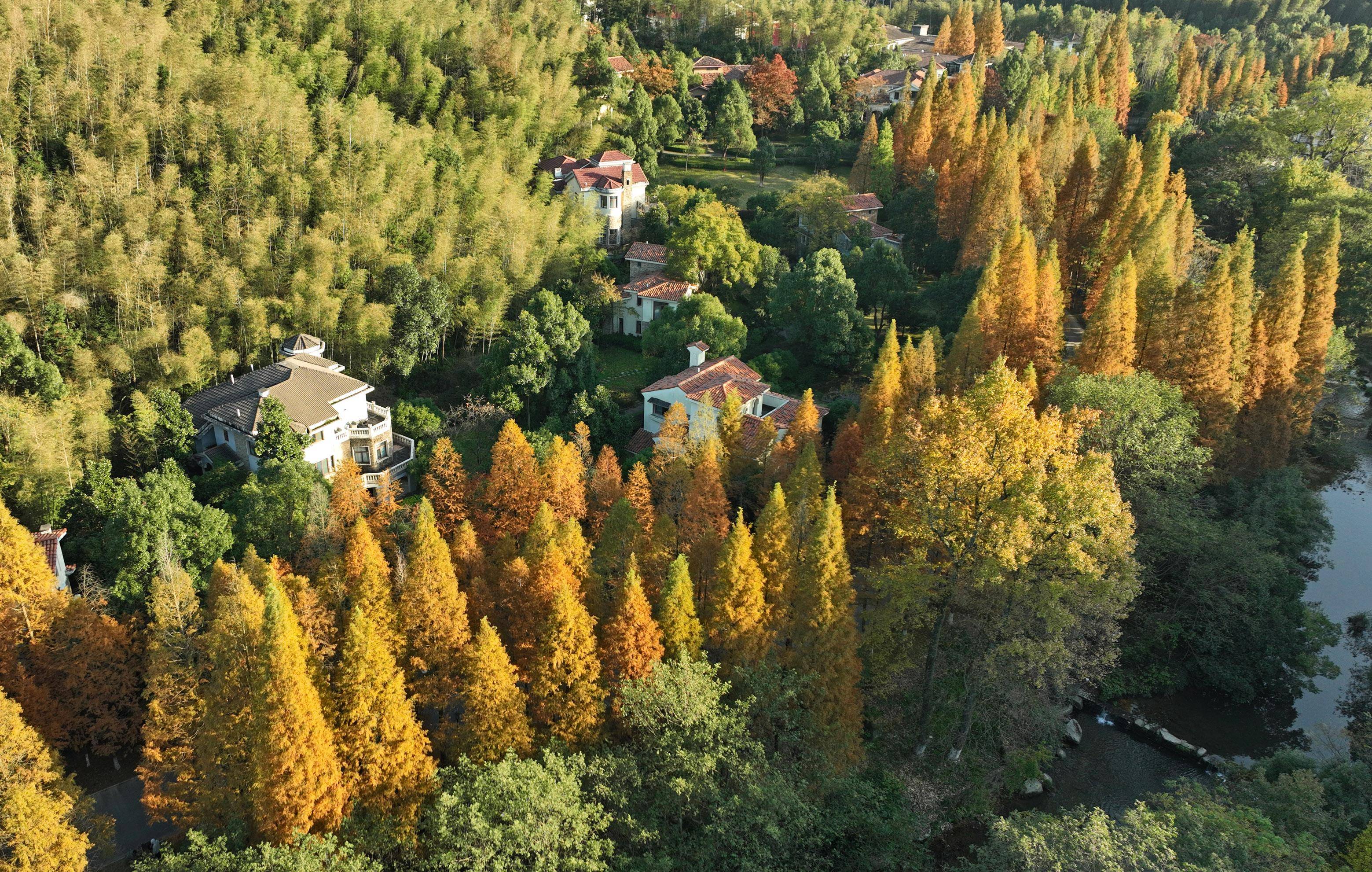 11月20日拍摄的梅岭国家森林公园风光(无人机照片)