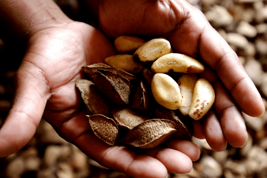 更重要的是,鲍鱼果营养异常丰富,3颗核桃也抵不上1颗它!