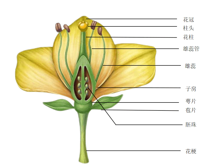 雄蕊的发育过程图解图片